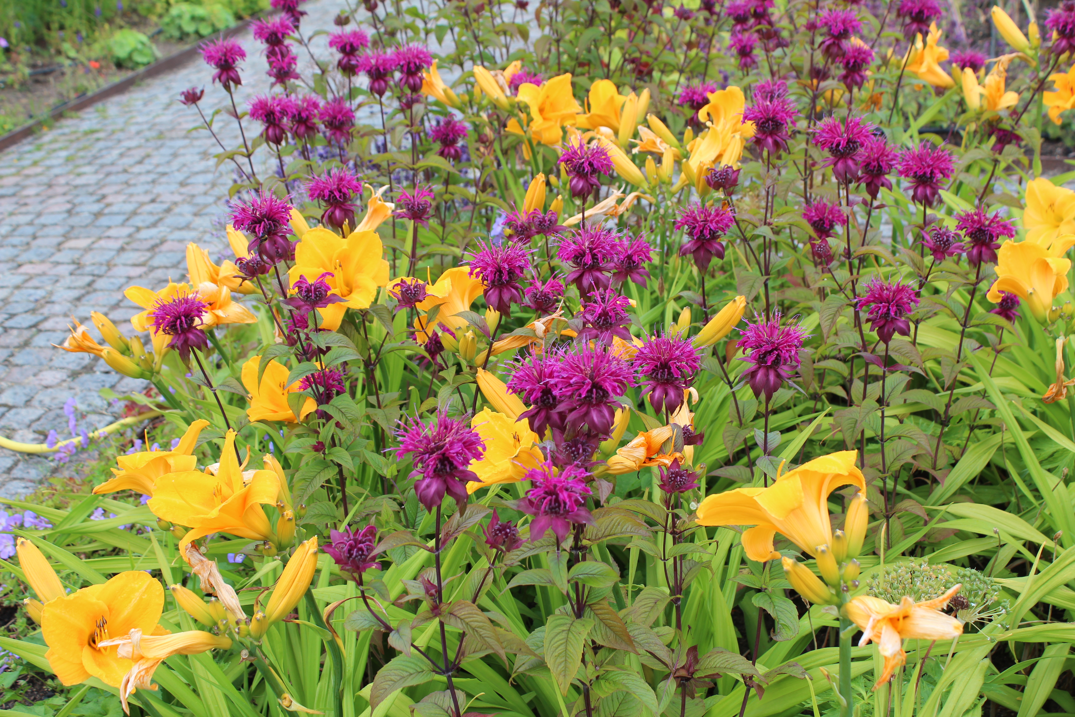 
Purple & Yellow Flowers Photo Puzzle