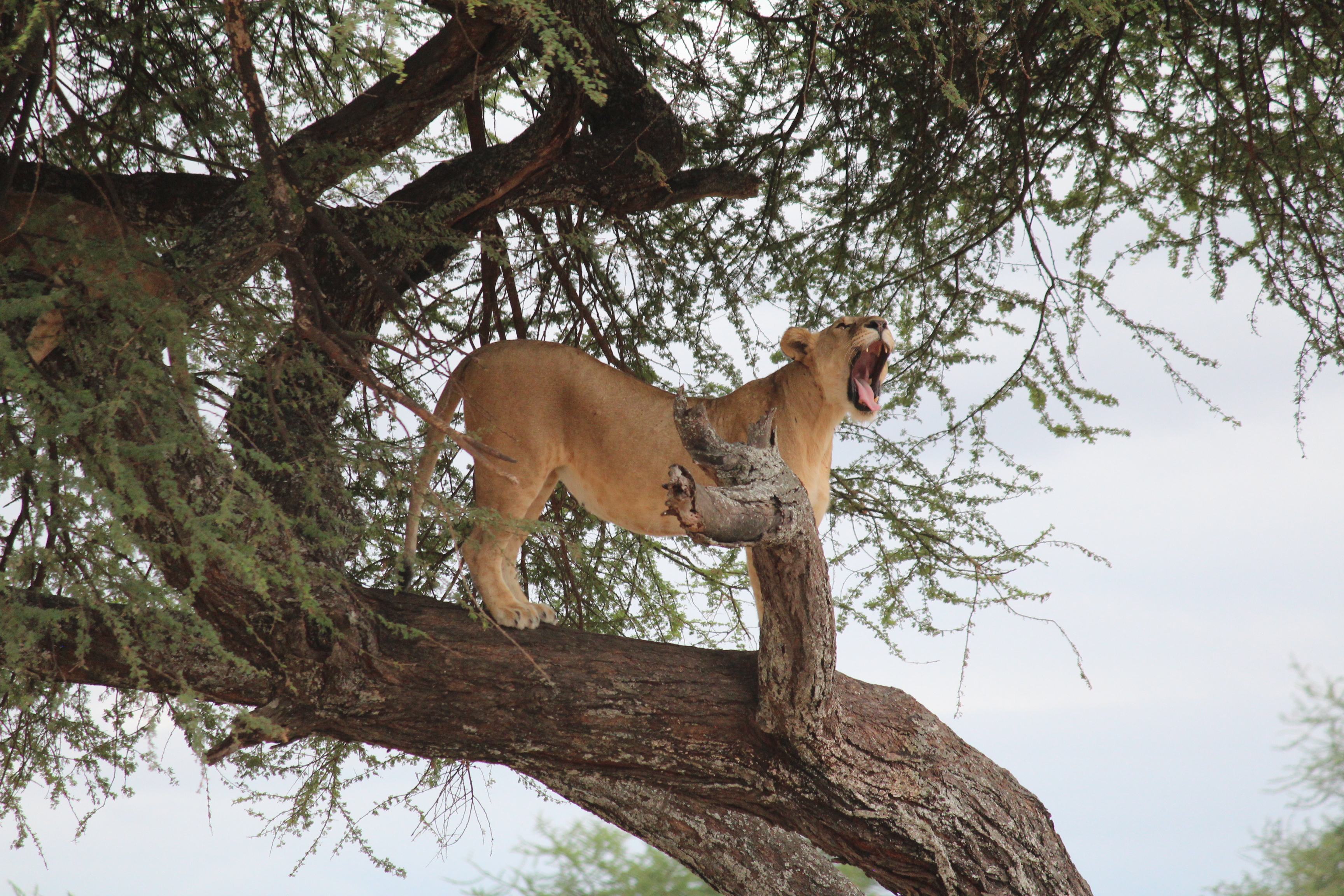 
Tanzania Loin Photo Puzzle