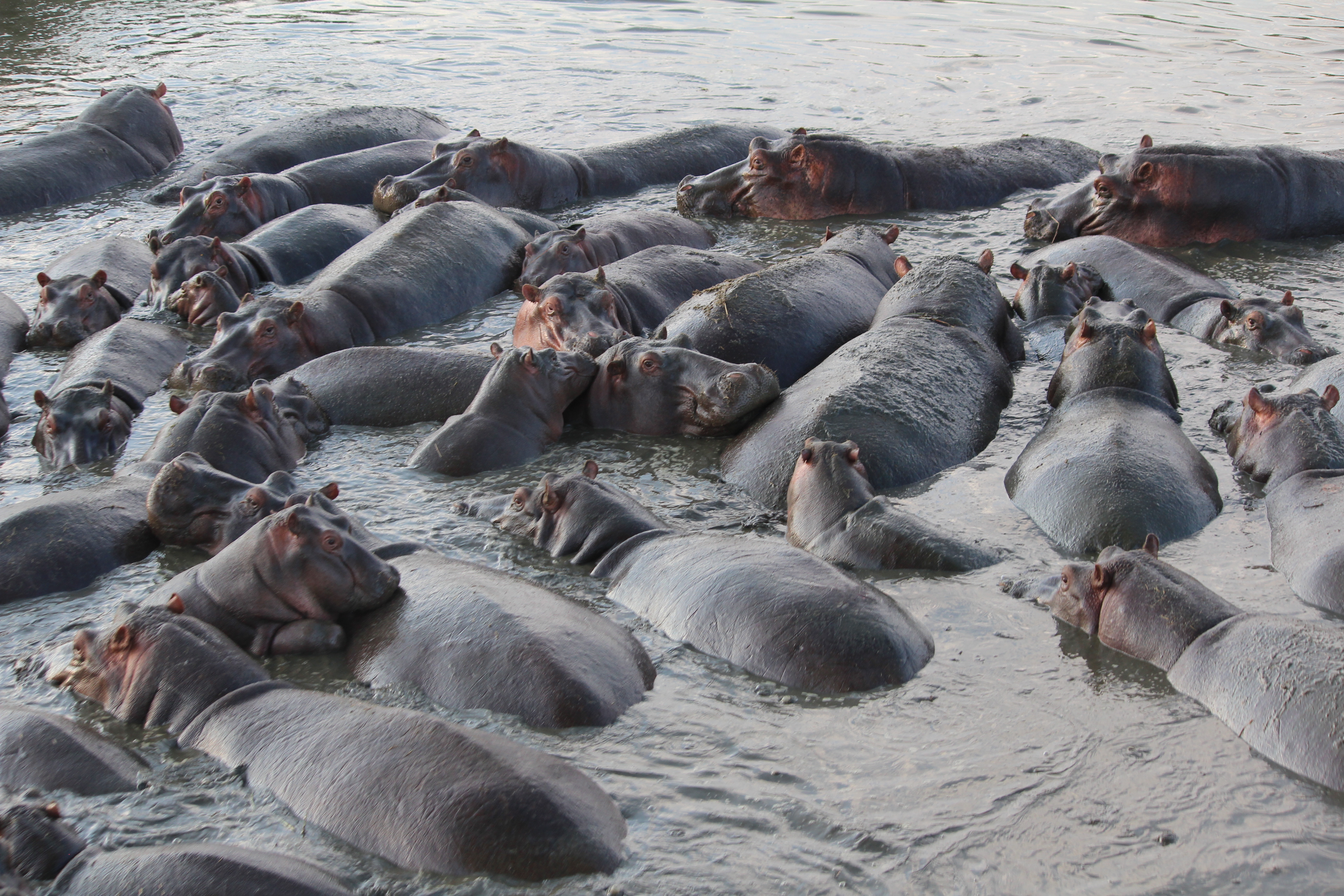 
Hippos Photo Puzzle